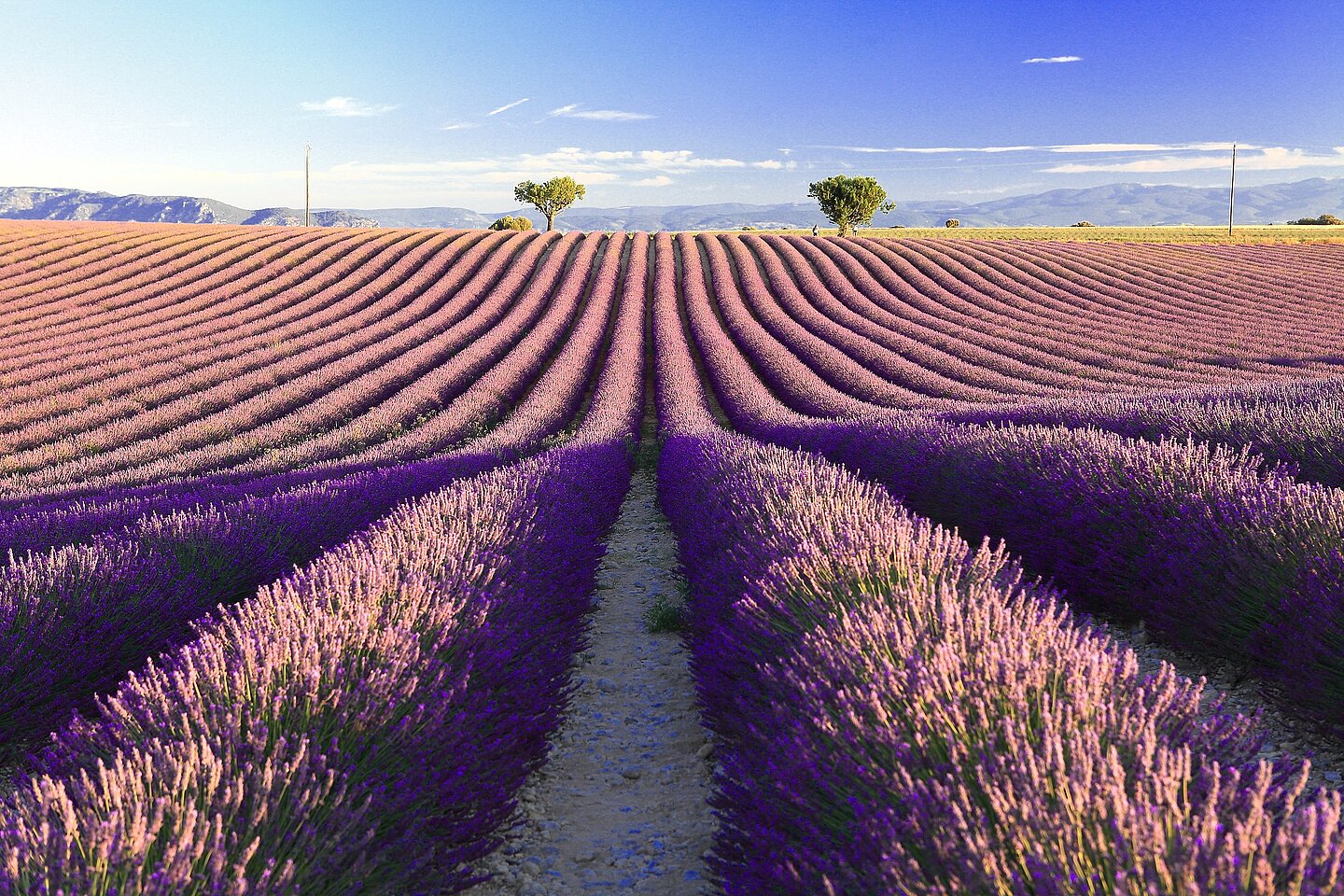 Provence3